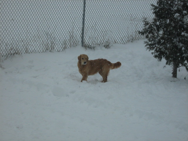 labrador dans la neige